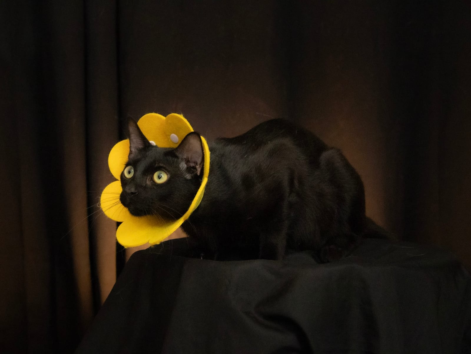 Pet Photoshoot photography by CATS