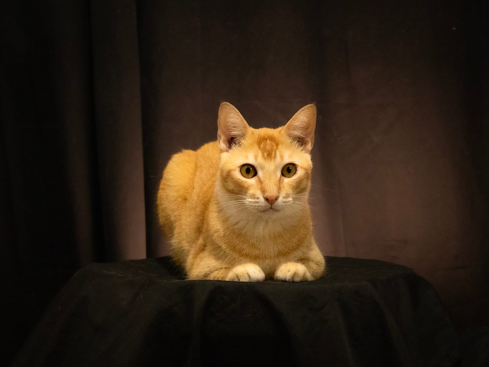 Studio portrait detail by CATS